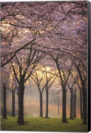 Framed Cherry Trees at Sunrise Print