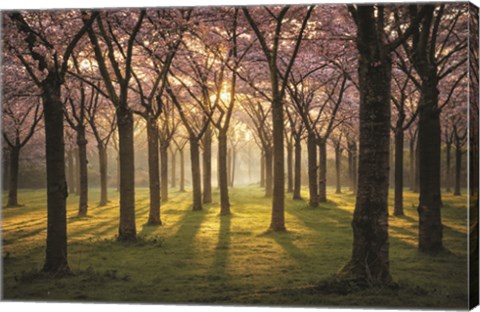 Framed Cherry Trees in Morning Light I Print