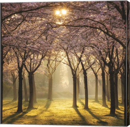 Framed Cherry Trees in Morning Light II Print