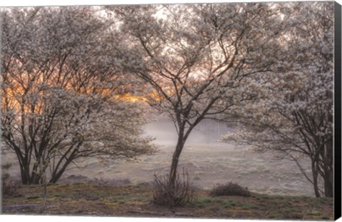 Framed Spring Bushes Print