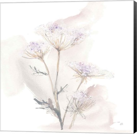 Framed Queen Annes Lace VI Print