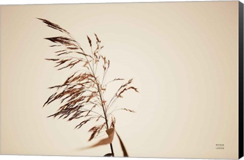 Framed Summer Reeds III Print