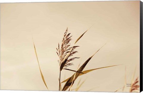 Framed Summer Reeds II Print