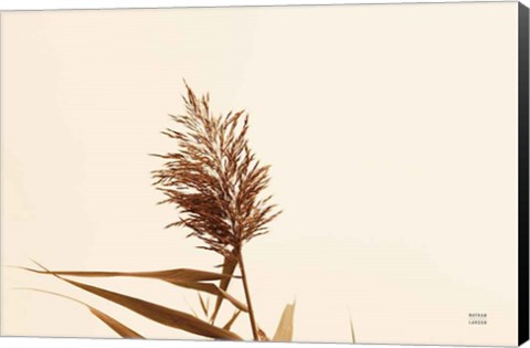 Framed Summer Reeds I Print