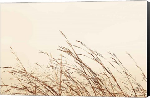 Framed Country Grasses II Print