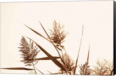 Framed Country Grasses I Print