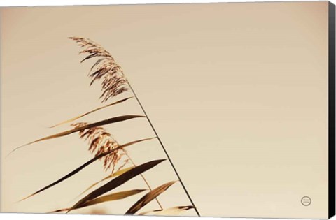 Framed Windswept Grasses Print