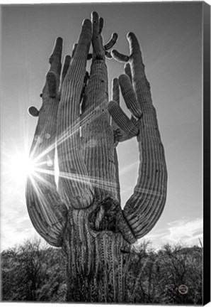 Framed Sunset Saguaro Print