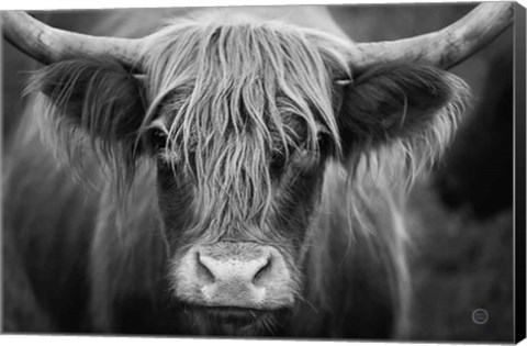 Framed Cow Nose BW Print