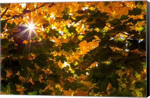 Framed Autumn Sun Print