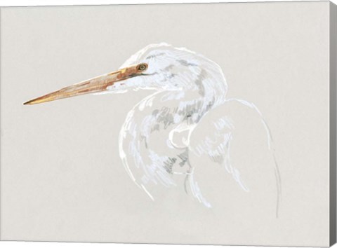 Framed Bright Egret Sketch II Print