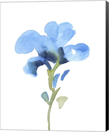 Framed Striking Blue Iris I Print