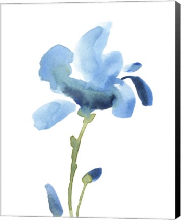 Framed Striking Blue Iris IV Print