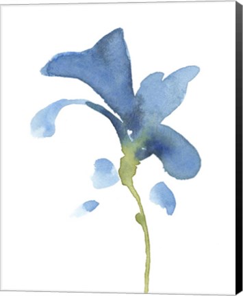 Framed Striking Blue Iris V Print