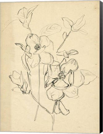 Framed Contour Flower Sketch II Print