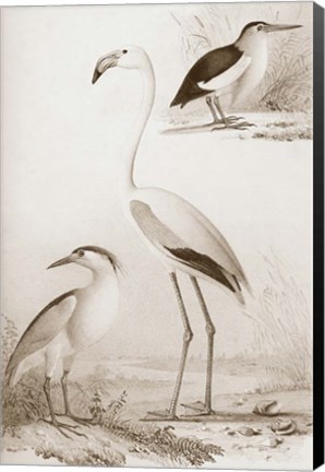 Framed Sepia Water Birds I Print