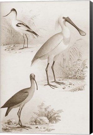 Framed Sepia Water Birds II Print