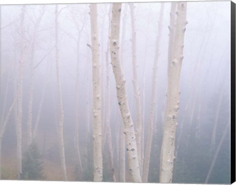 Framed Aspens In The Fog Print