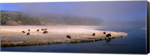 Framed Bison Along the Firehole Print