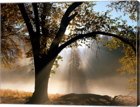 Framed Sunrays Through the Fog Print