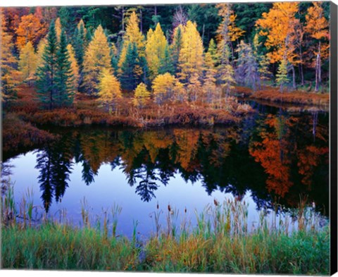 Framed Tamarack Reflections Print