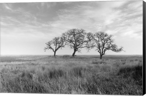 Framed Coastal Oak Series No. 40 Print