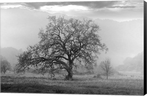 Framed Coastal Oak Series No. 41 Print