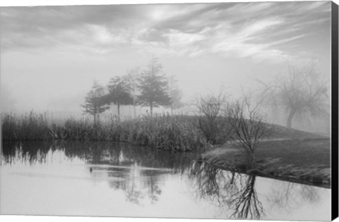 Framed Coastal Oak Series No. 43 Print