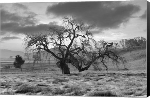 Framed Coastal Oak Series No. 46 Print