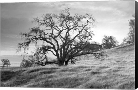 Framed Coastal Oak Series No. 47 Print