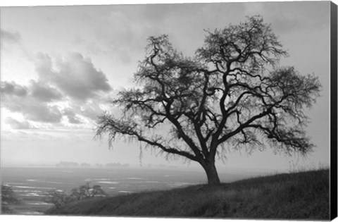 Framed Coastal Oak Series No. 48 Print