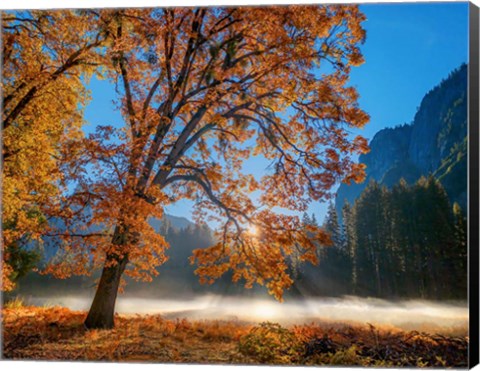 Framed Autumn Oak Sunrise &amp; Fog Print