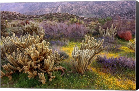 Framed Desert Cactus and Wildflowers Print