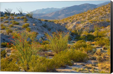 Framed Desert Ocotillo Landscape Print