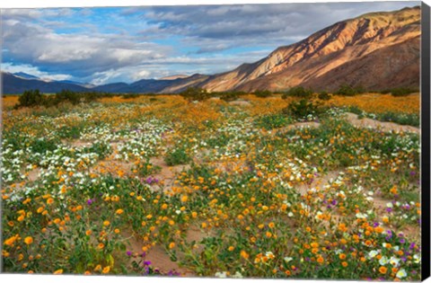 Framed Desert Wildflowers in Henderson Canyon Print