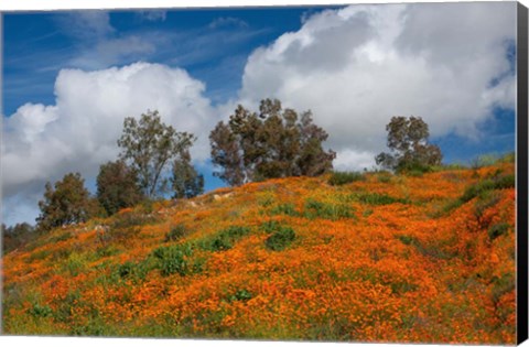 Framed Poppies, Trees &amp; Clouds Print