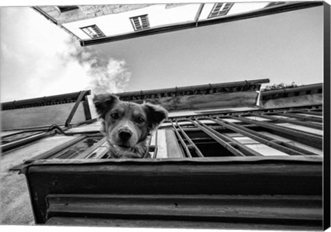 Framed Dog on Balcony Print