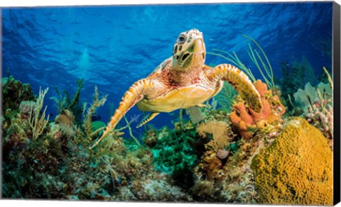 Framed Hawksbill Turtle Wwimming through Caribbean Reef Print