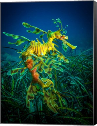 Framed Leafy Sea Dragon Male with Eggs Print