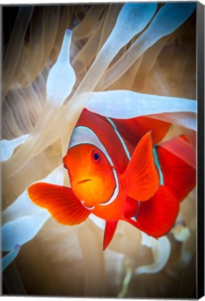 Framed Clownfish Defends his White Anemone Print