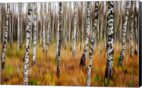 Framed 3D Birches Print