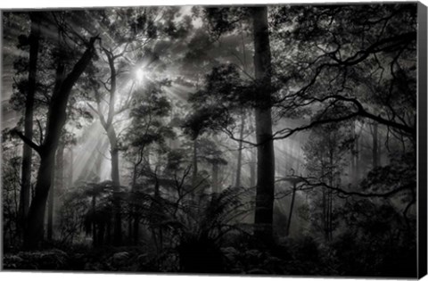 Framed Primary Forest Print