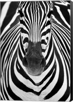 Framed Zebra Print