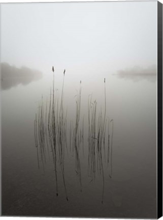 Framed Reeds in the Mist Print