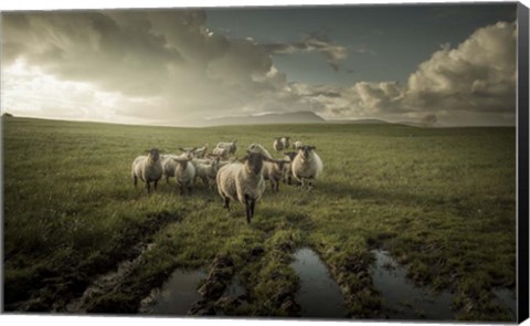 Framed Sheep Print