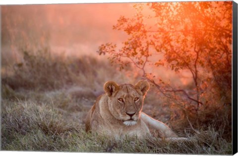 Framed Sunset Lioness Print