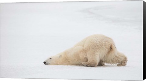 Framed Sliding Bear Print