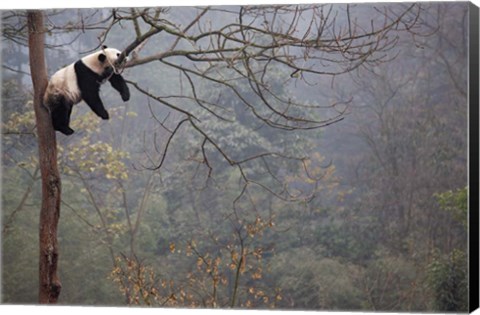 Framed Lazy Panda Print