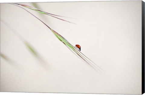 Framed Ladybug Print