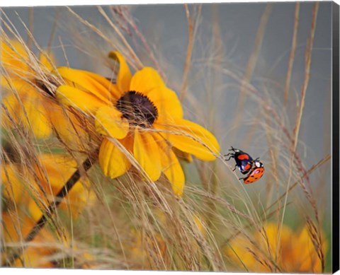 Framed Colors of Summer Print